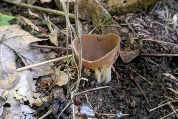 helvella-acetabulum8-copia4C50BBC5-F5E7-F8A8-A07F-06D84E17F535.jpg