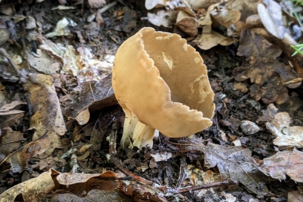 helvella-acetabulum9-copia6C299815-5038-FAE4-90DA-56E3E37C88FF.jpg