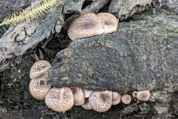 lentinus-tigrinus-1-copiaC5CEDCA8-A263-212B-3EF7-9B3AE2385B41.jpg