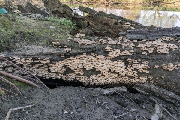 lentinus-tigrinus-3-copia629A38C8-A0ED-C618-4A4D-23E74097EC18.jpg