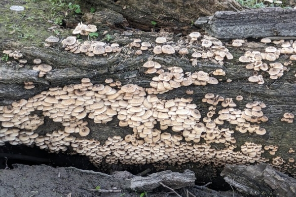 lentinus-tigrinus-4-copia10BD1096-BBAA-0173-F08F-BEA969480C58.jpg