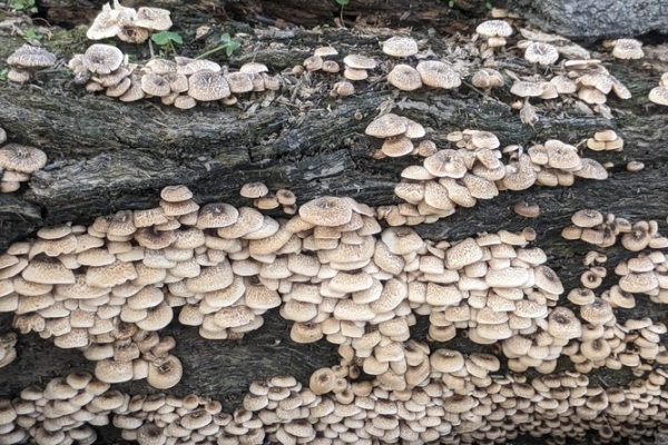 lentinus-tigrinus-5-copia0A46FDD4-6741-AF57-77A1-E9B3A44A648E.jpg