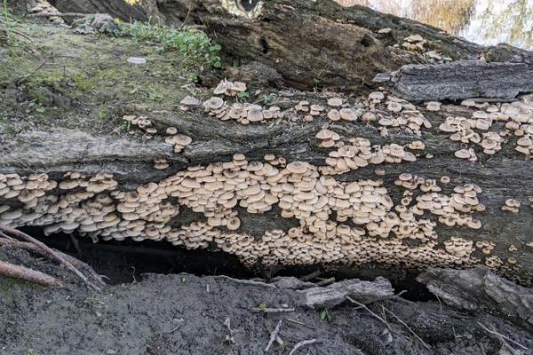 lentinus-tigrinus-6-copia66383209-B333-1565-A441-1859B7A3B955.jpg