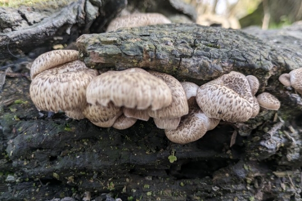 lentinus-tigrinus2-copiaD78B9EE0-32C0-75AF-A6F5-B265B89D7903.jpg