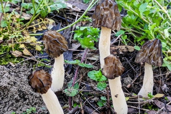 mitrophora-semilibera-2-copia1EDEED2F-E2C9-1B30-036E-32BB6C7650C8.jpg