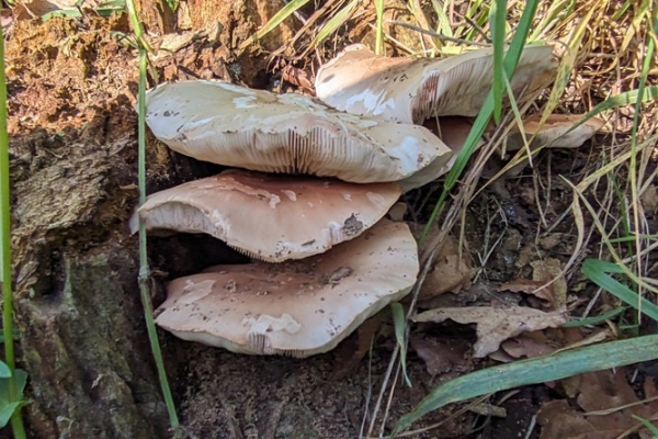 pluteus-cervinus-3-copia9DD9B2F0-F174-0590-18DB-1B2EDA8E5731.jpg