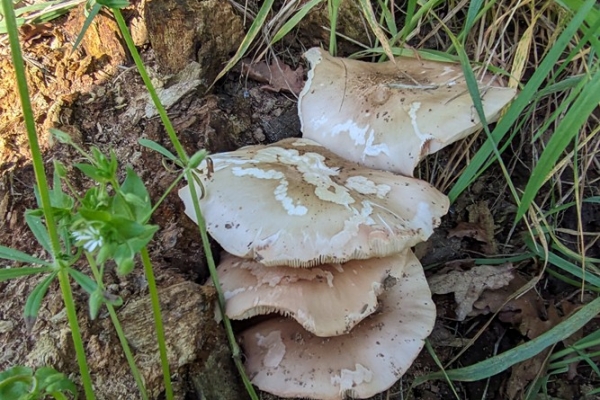 pluteus-cervinus-4-copia24CA488C-01FE-086D-5372-C2979C2467E2.jpg