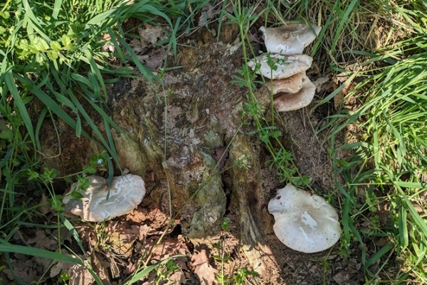 pluteus-cervinus-5-copia355E0621-4193-14BD-1BA4-F447F0135195.jpg