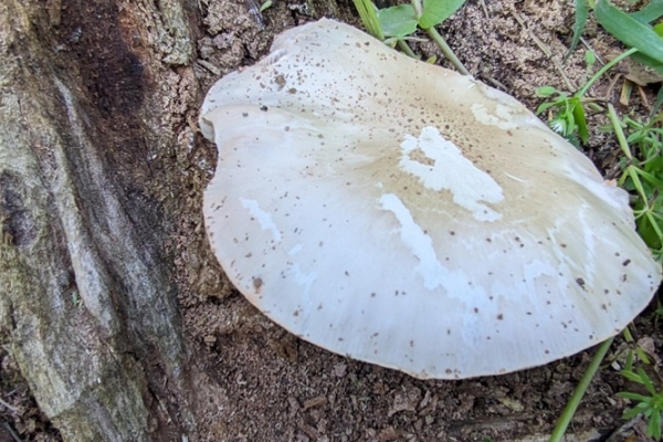 pluteus-cervinus-6-copiaF1831E3A-2EC6-341A-B05D-F6F20D8EE88C.jpg
