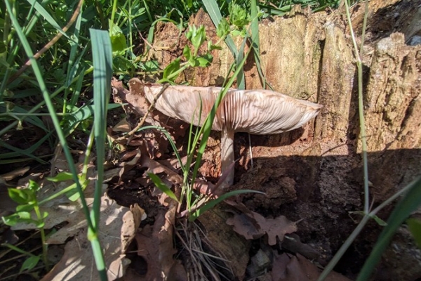 pluteus-cervinus-copia14B0050A-95A9-A442-E024-6233114509A9.jpg