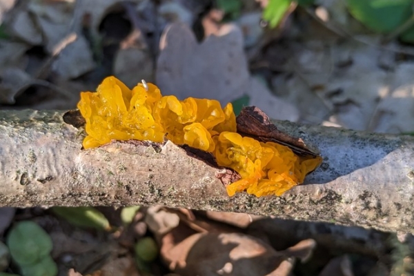 tremella-mesenterica1-copia8AD352AD-6584-DDB3-791D-774FB13A3CE5.jpg