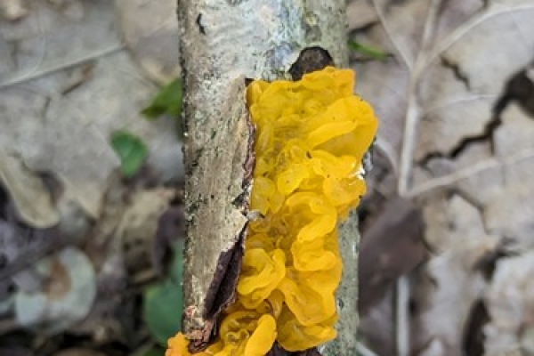 tremella-mesenterica2-copiaDAA6415E-5C54-2E4F-51D0-0031C395FBBE.jpg